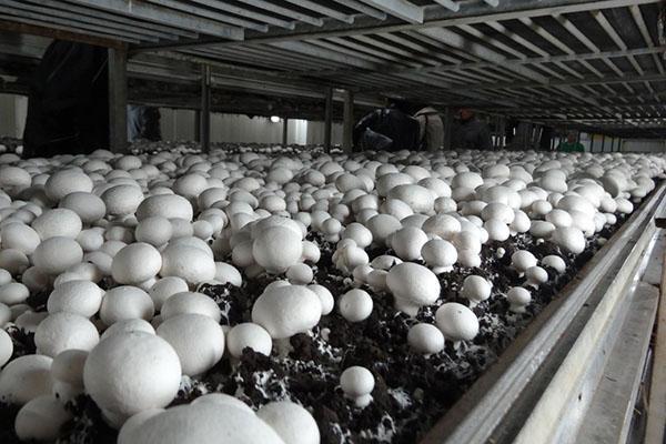 Nederlandse technologie voor het kweken van champignons