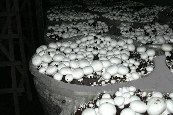 paddenstoelen kweken in zakken