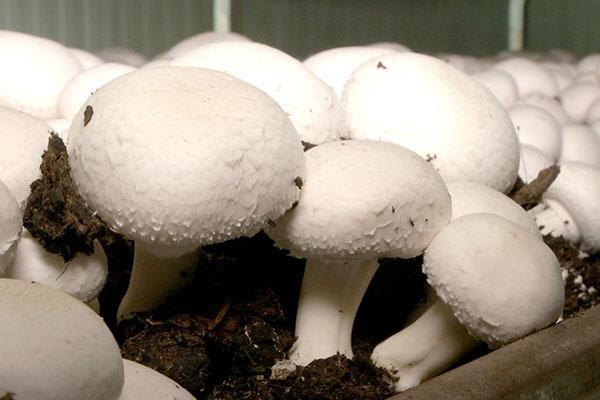 blokkweek van champignons