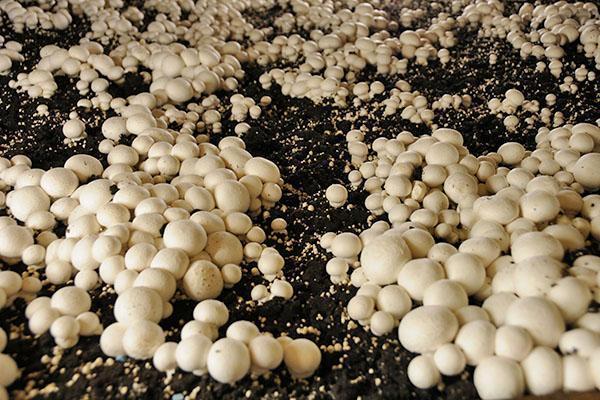 paddenstoelen op verschillende manieren kweken