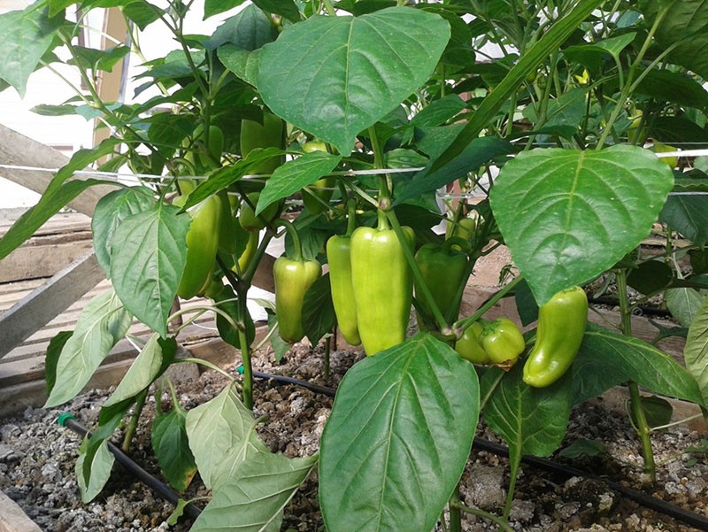 uzgoj slatke paprike u stakleniku