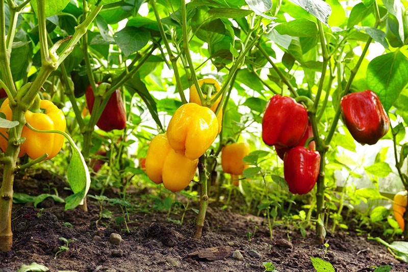 uzgoj slatke paprike u stakleniku