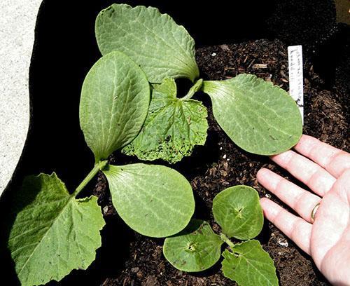 Goede verlichting en matige watergift bevorderen de plantontwikkeling