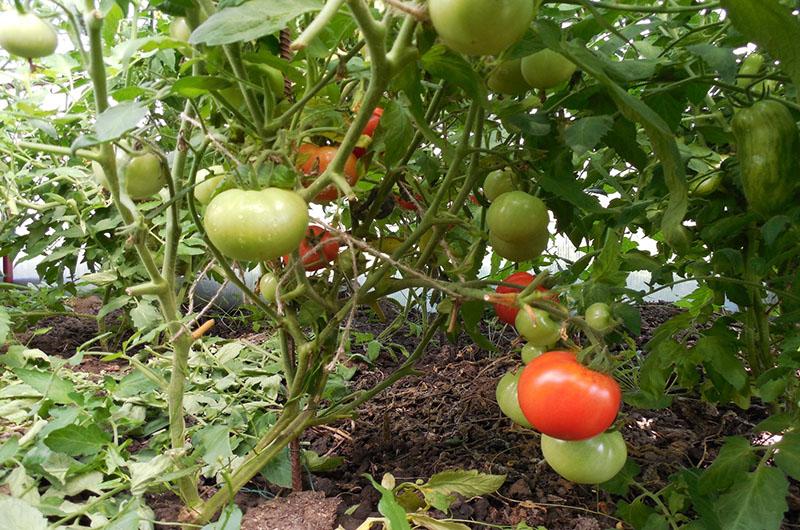 tomaten hoeven niet gevormd te worden