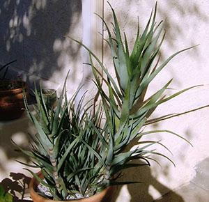Aloja je jedna od najnepretencioznijih biljaka