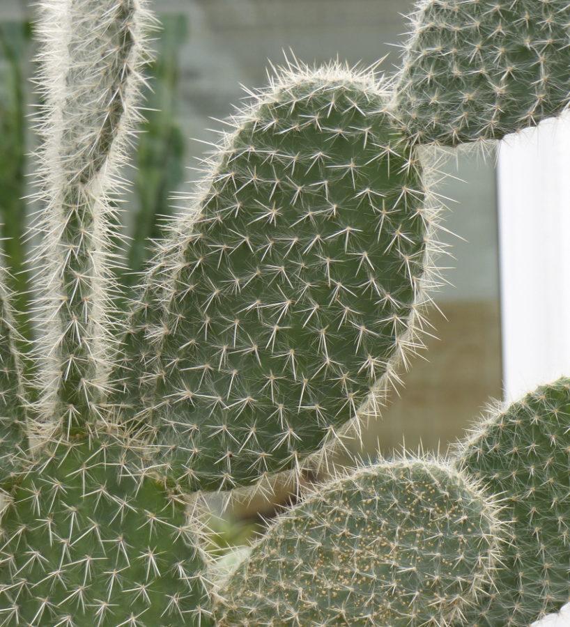 witharige cactusvijg