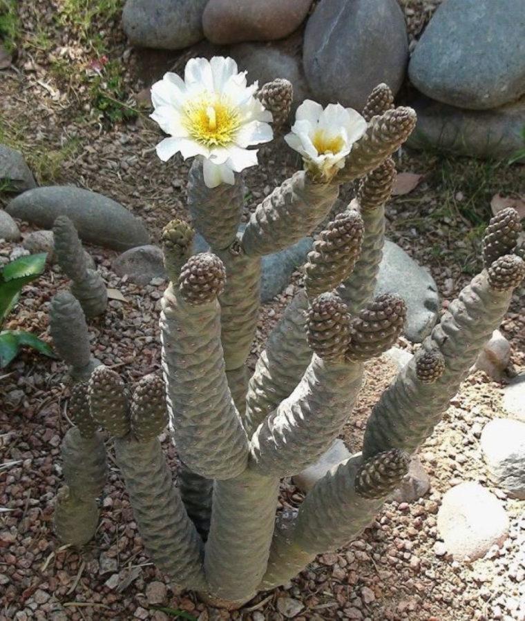 gelede cactusvijg