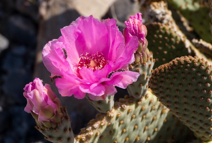 cactusvijg rozebloemig