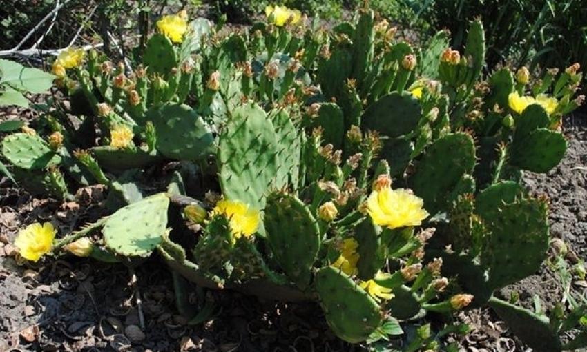 uzgoj kaktusa opuncije na otvorenom polju