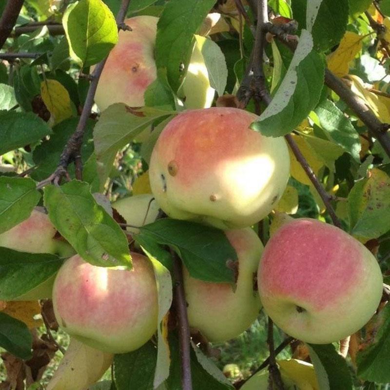 appel imrus hoogproductieve variëteit