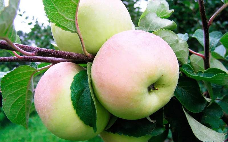 datumi sadnje jabuka