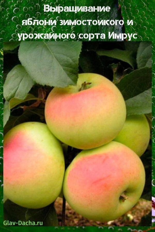 stablo jabuke imrus