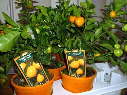 Prodaja plodonosnih mandarina