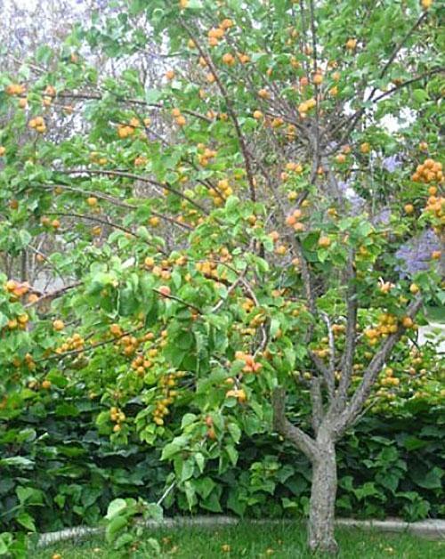 abrikoos in het land