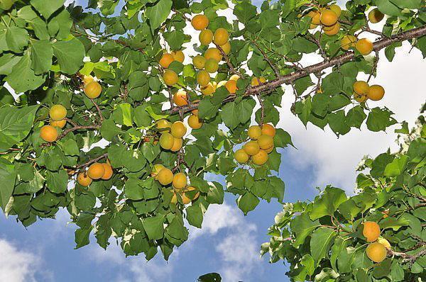 oogst van abrikozen in centraal Rusland