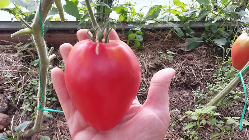 tomaat met grote vruchten