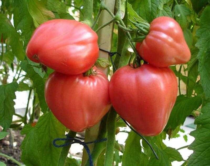uzgoj rajčice na svojoj ljetnoj kućici
