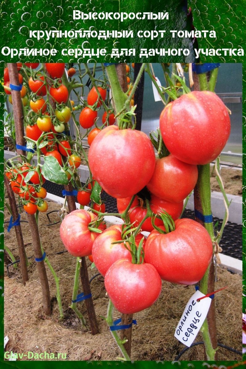 tomaat adelaarshart