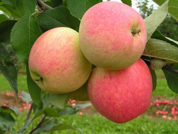 san stabla jabuke