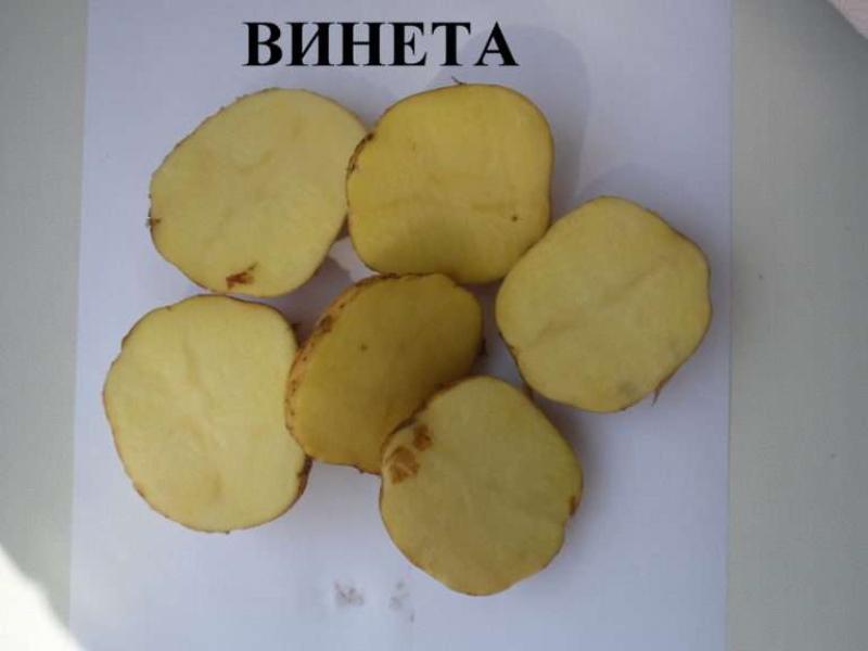 Veneta-aardappelen voor- en nadelen van variëteiten
