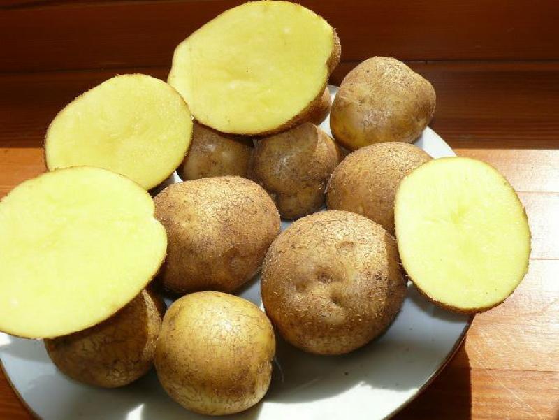 aardappelen veneta rasbeschrijving foto en beoordelingen