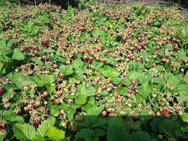aardbeienplantage