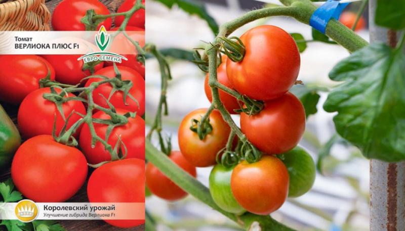 verlioka tomatenzaden plus