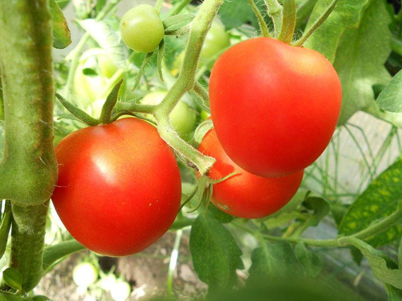 kenmerken van het kweken van tomatenverlioka plus