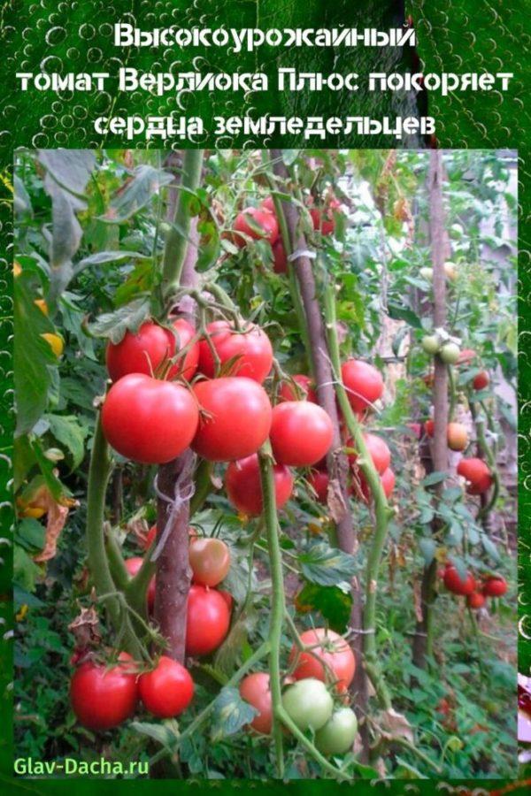 tomaat Verlioka Plus