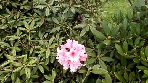 weinig bloemen op rododendron