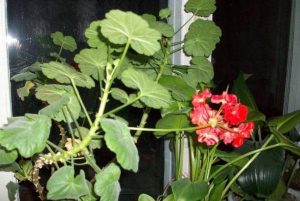 In goede omstandigheden leven geraniums tot 10 jaar.