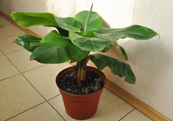 indoor bananenboom