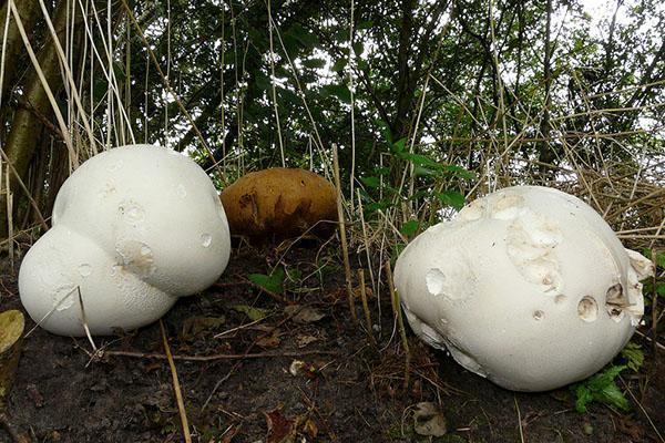 paddenstoel regenjas reus