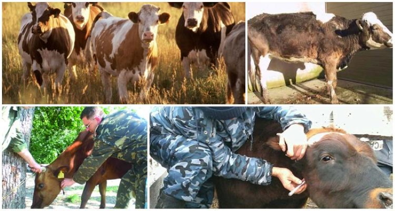 wat is het gevaar van leukemie bij koeien voor mensen?