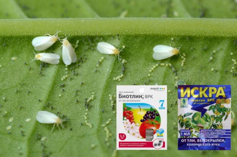 bijela muha na sobnim biljkama kako se nositi s lijekovima