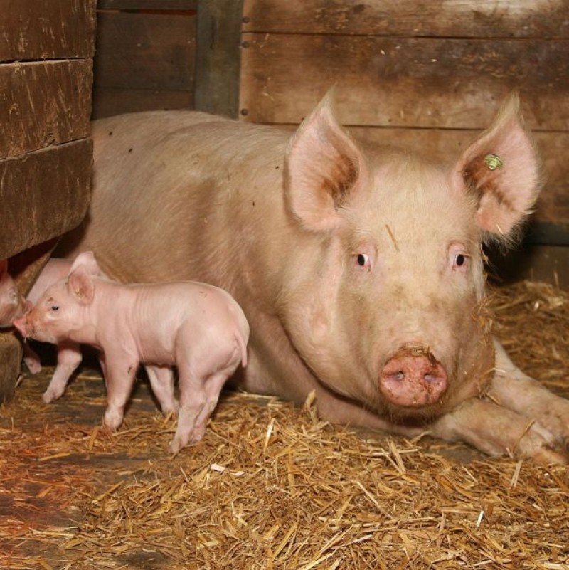 cysticercose bij varkens