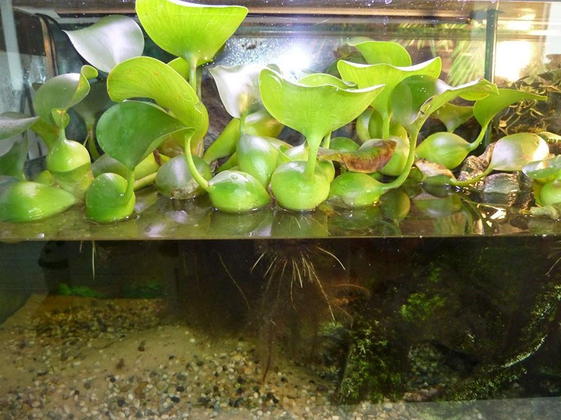 vodeni zumbul eichornia u akvariju