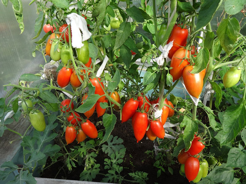 tomaat Niagara van Siberische selectie