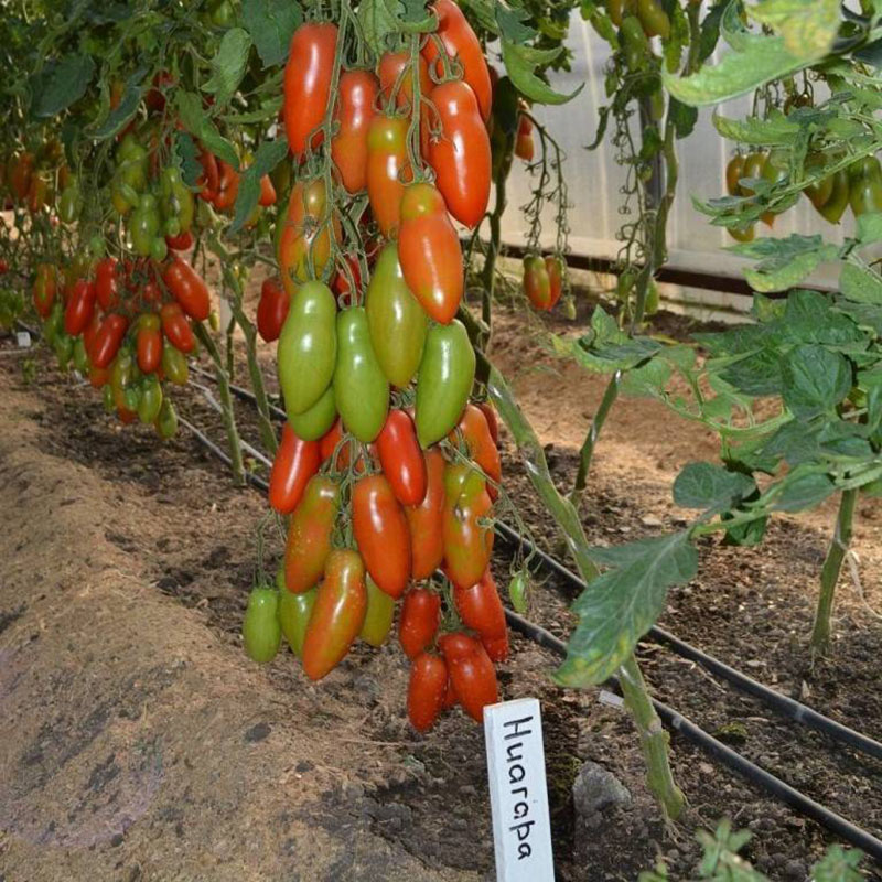 tomaten niagara in de kas
