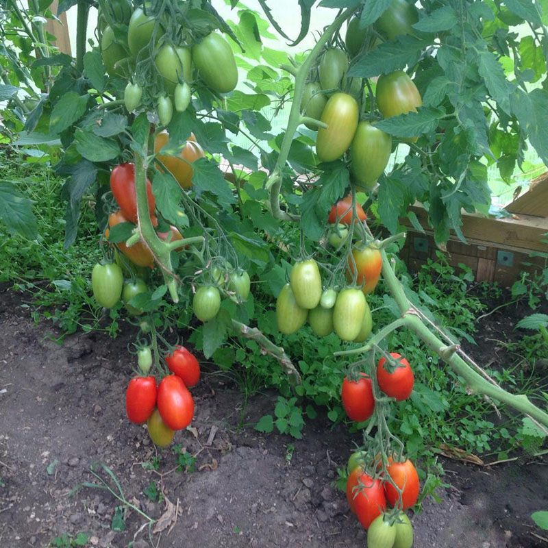 tomaten verzorging
