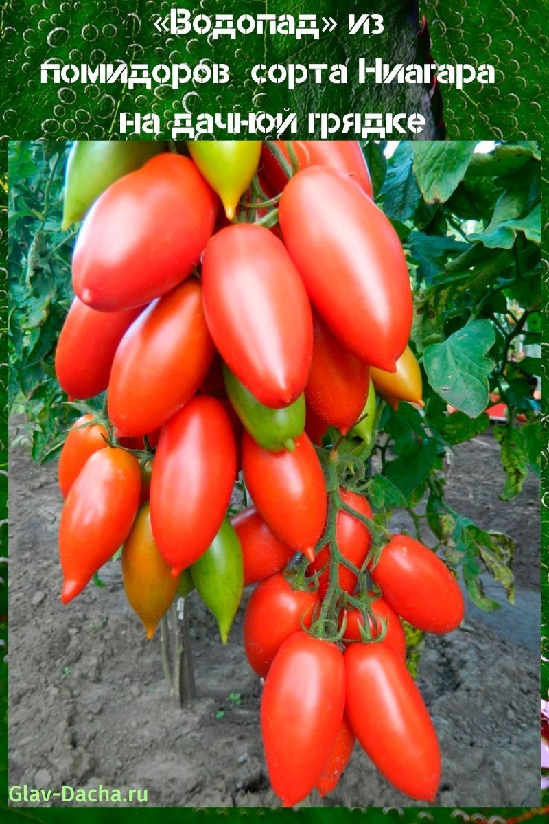 tomaat niagara