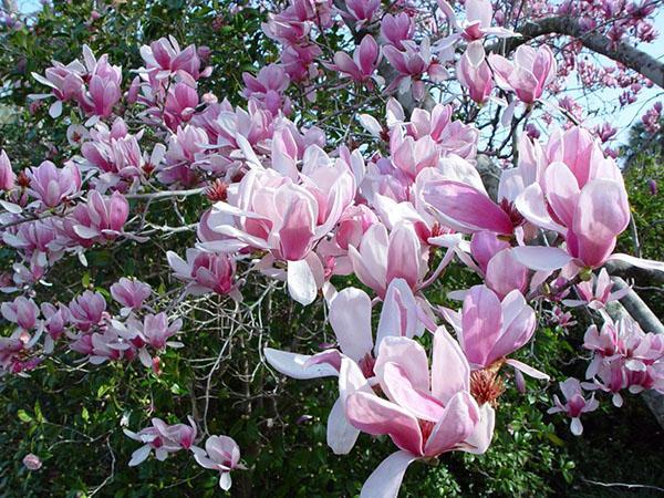 succesvolle teelt van magnolia