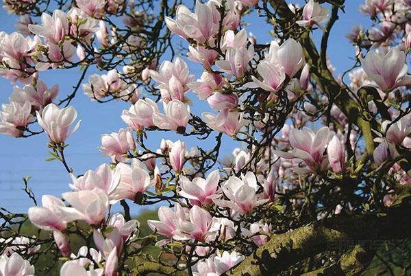 magnolia sulange bloeit