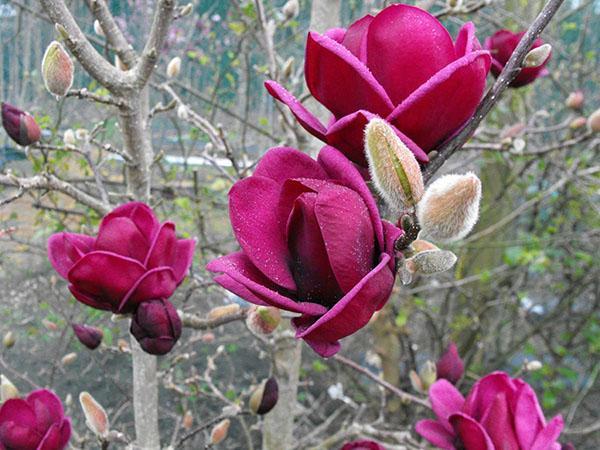 paarse magnolia bloemen