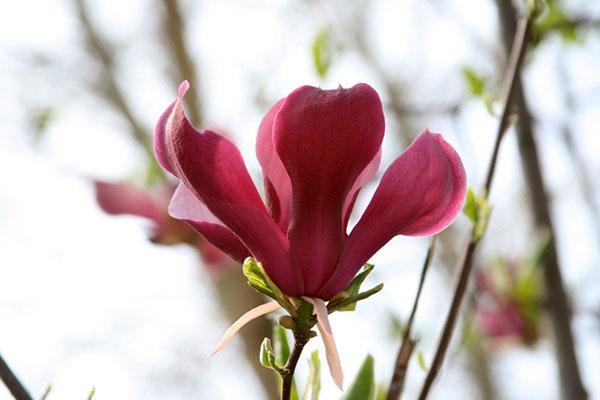 rode magnolia bloemen