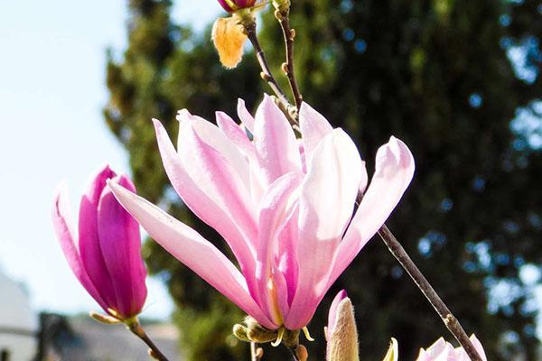 wit-roze magnolia bloesem