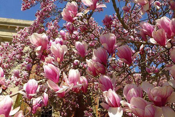 prachtige magnolia