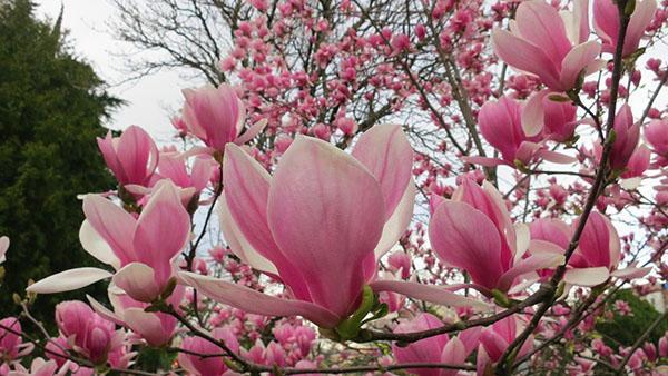 magnolia sulange