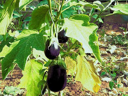Het gebladerte van aubergines wordt geel door een onevenwichtige nutriënten