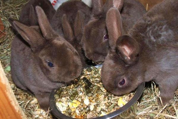 Volwassen konijnen eten uitgebalanceerd voedsel